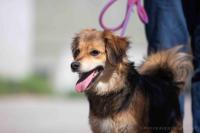 Wuschelmix_281729.jpg