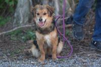 Wuschelmix_282029.jpg