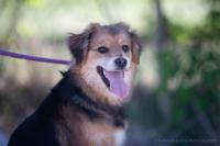 Wuschelmix_28429.jpg