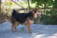 Wuschelmix_28629.jpg