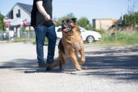 _Schaeferhuendin_Tochter_Morena_28529.jpg