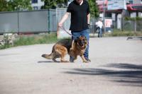 _Schaeferhuendin_Tochter_Morena_28729.jpg